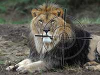 trophy hunting