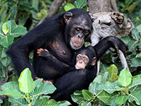 simian rescue