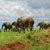 Int'l Elephant Foundation