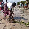Planting Mangroves