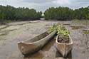 Mangrove Trees